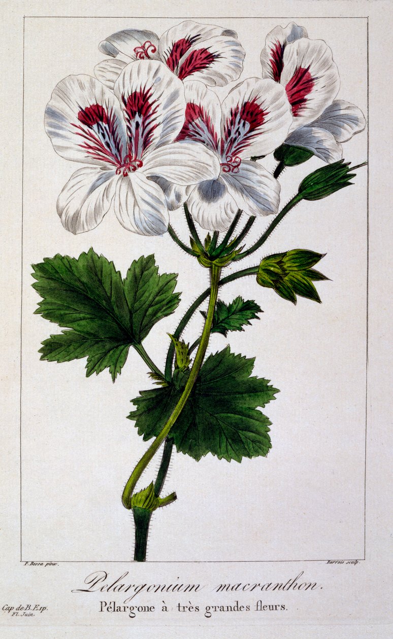 Pelargonium Macranthon, uitgegeven 1836 door Panacre Bessa