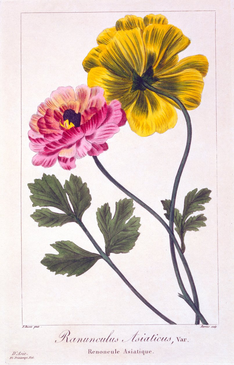 Perzische boterbloem, pub. 1836 door Panacre Bessa