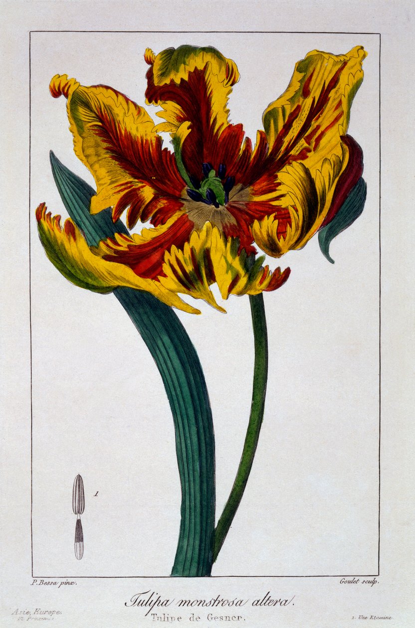 Tulp 