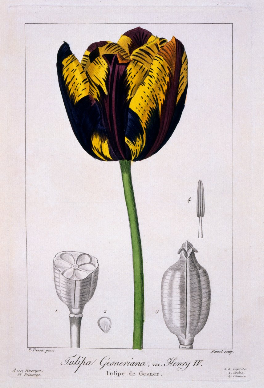 Tulp: Koning Hendrik IV, pub. 1836 door Panacre Bessa