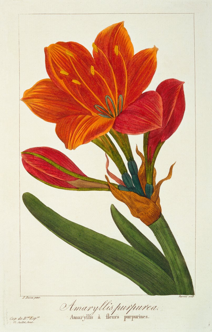 Amaryllis purpurea, 1836 door Pancrace Bessa