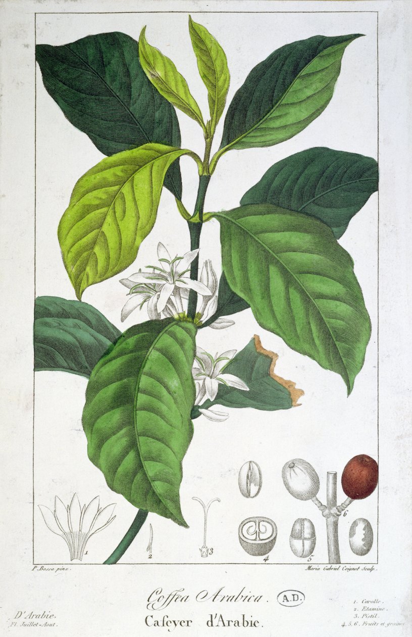 Coffea Arabica (Koffie) gegraveerd door Maria Gabriel Cogniet door Pancrace Bessa