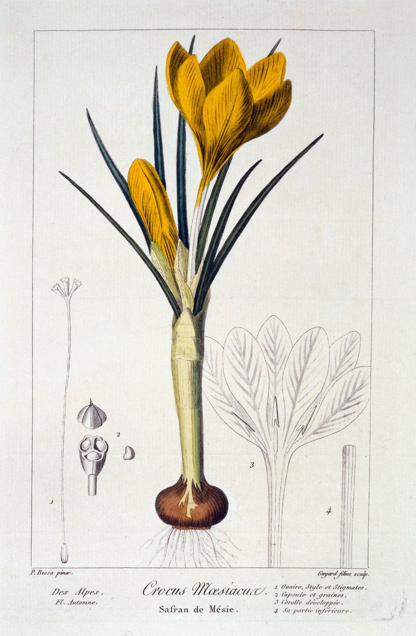 Crocus maesiacus door Pancrace Bessa