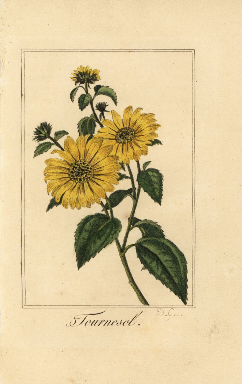 Zonnebloem, tournesol, Helianthus annuus door Pancrace (after) Bessa