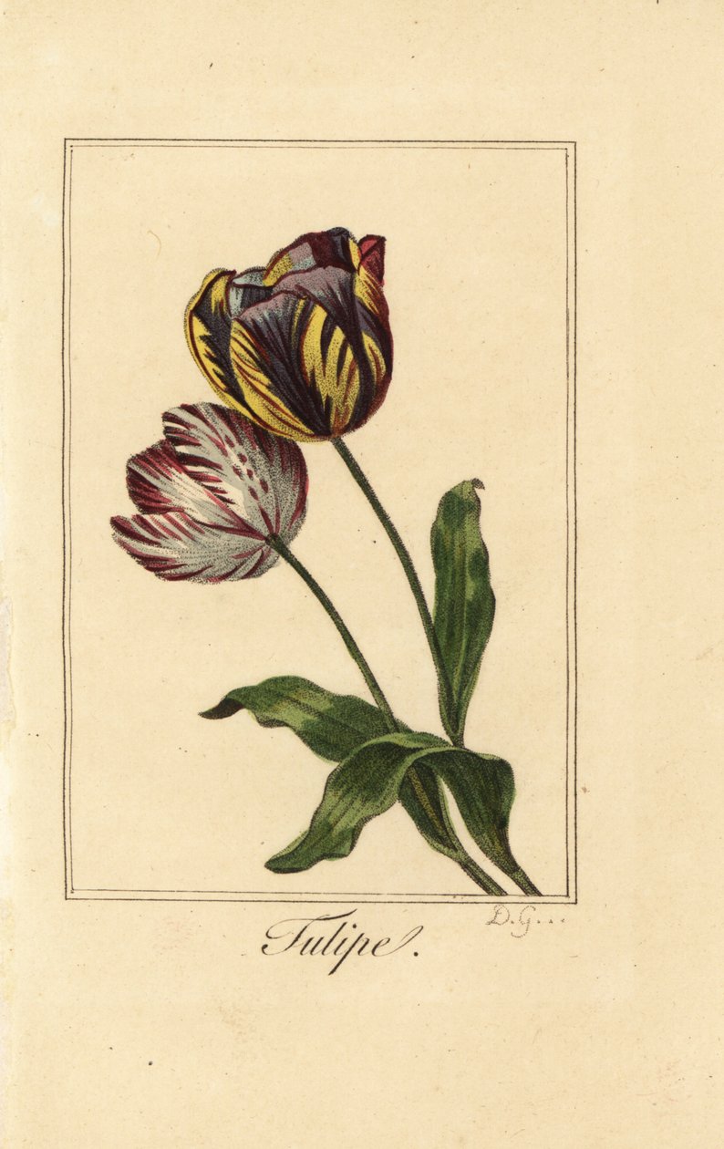 Variëteiten van tulp, Tulipa gesneriana door Pancrace (after) Bessa