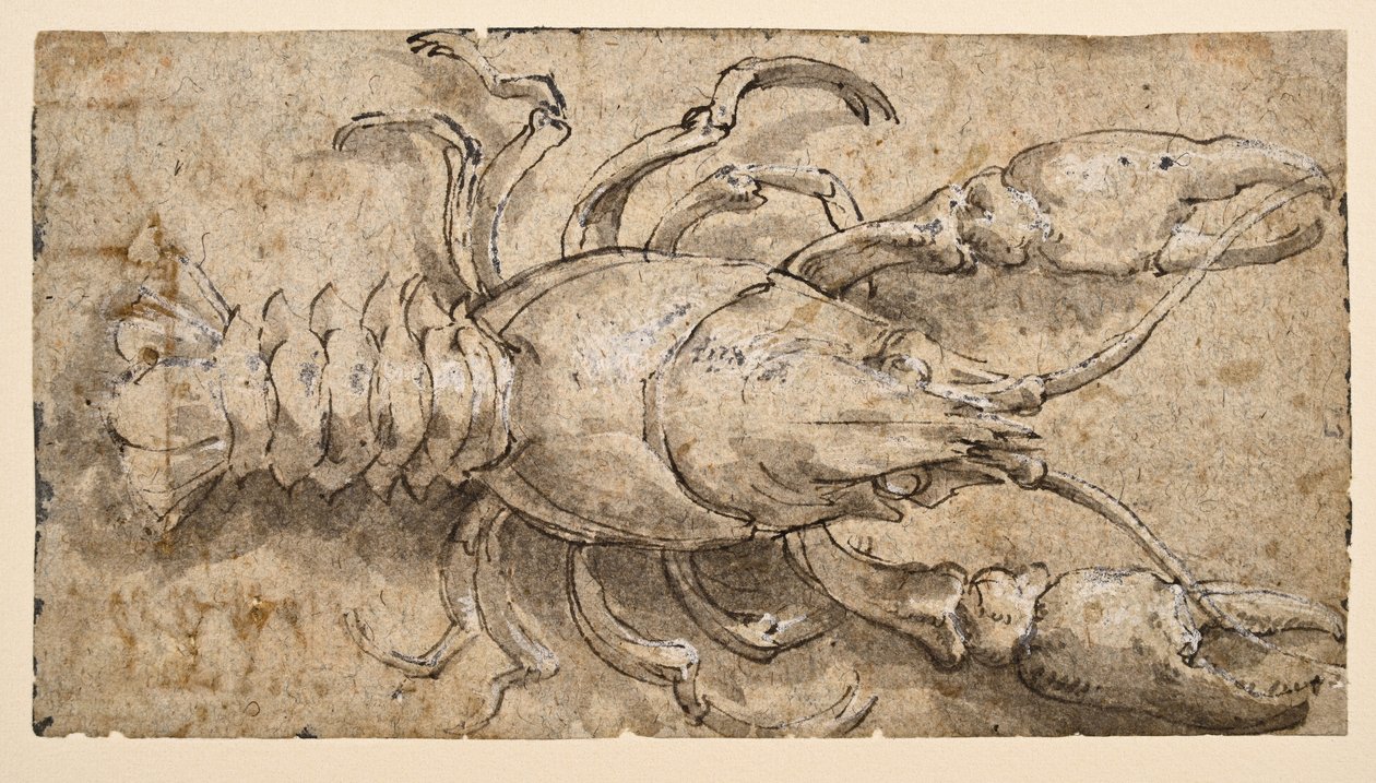 Kreeft (recto) door Parmigianino