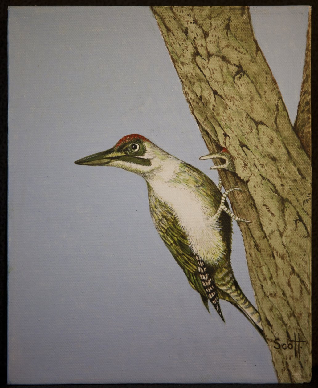 Green Woodpecker, 2016 door Pat Scott