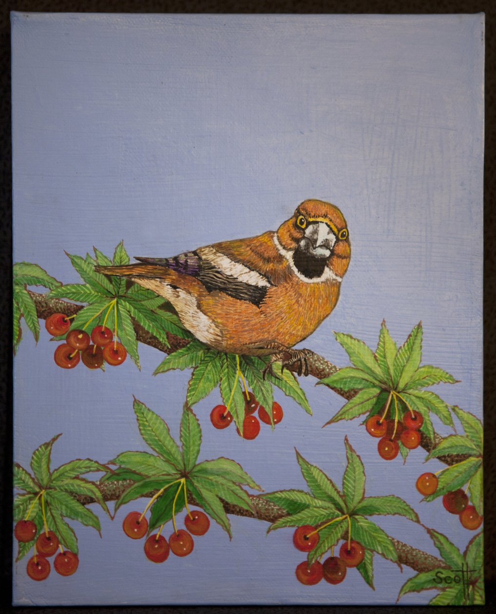 Appelvink, 2016 door Pat Scott
