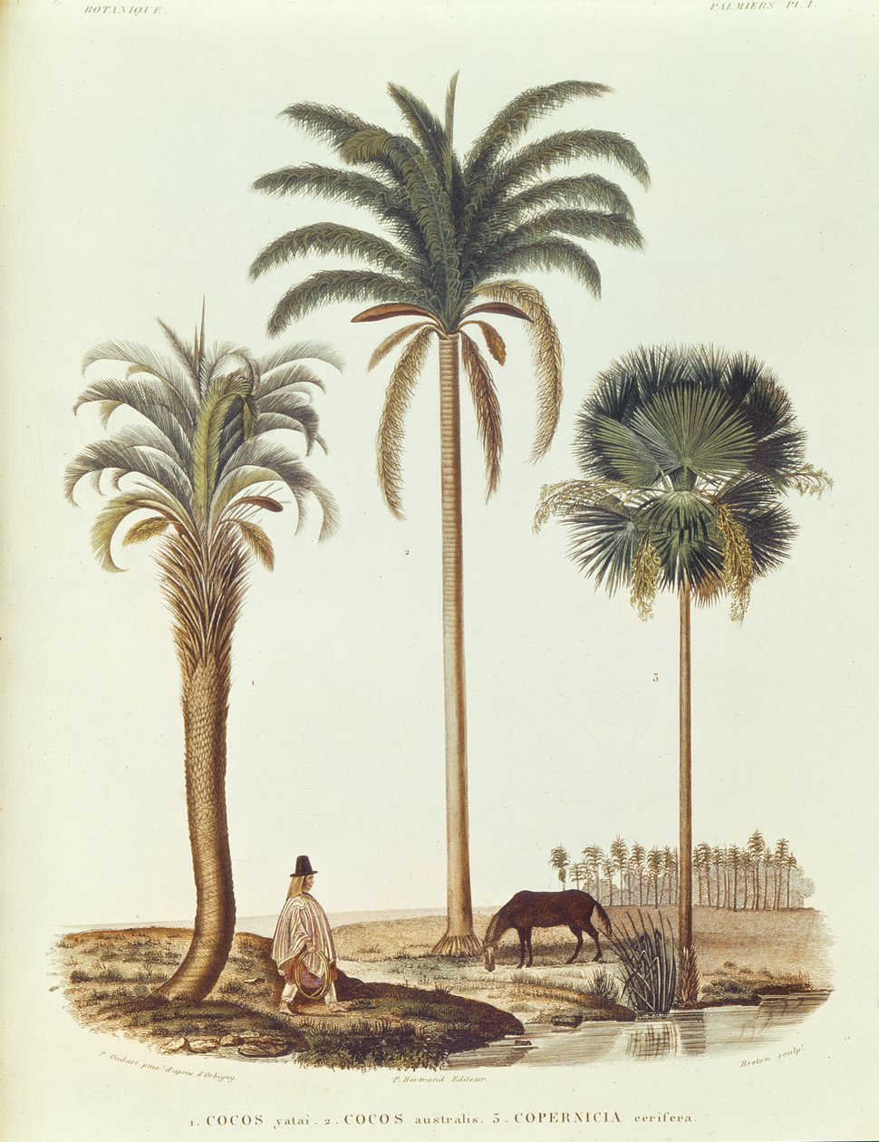 Soorten Argentijnse Palmboom, illustratie uit Voyage dans l