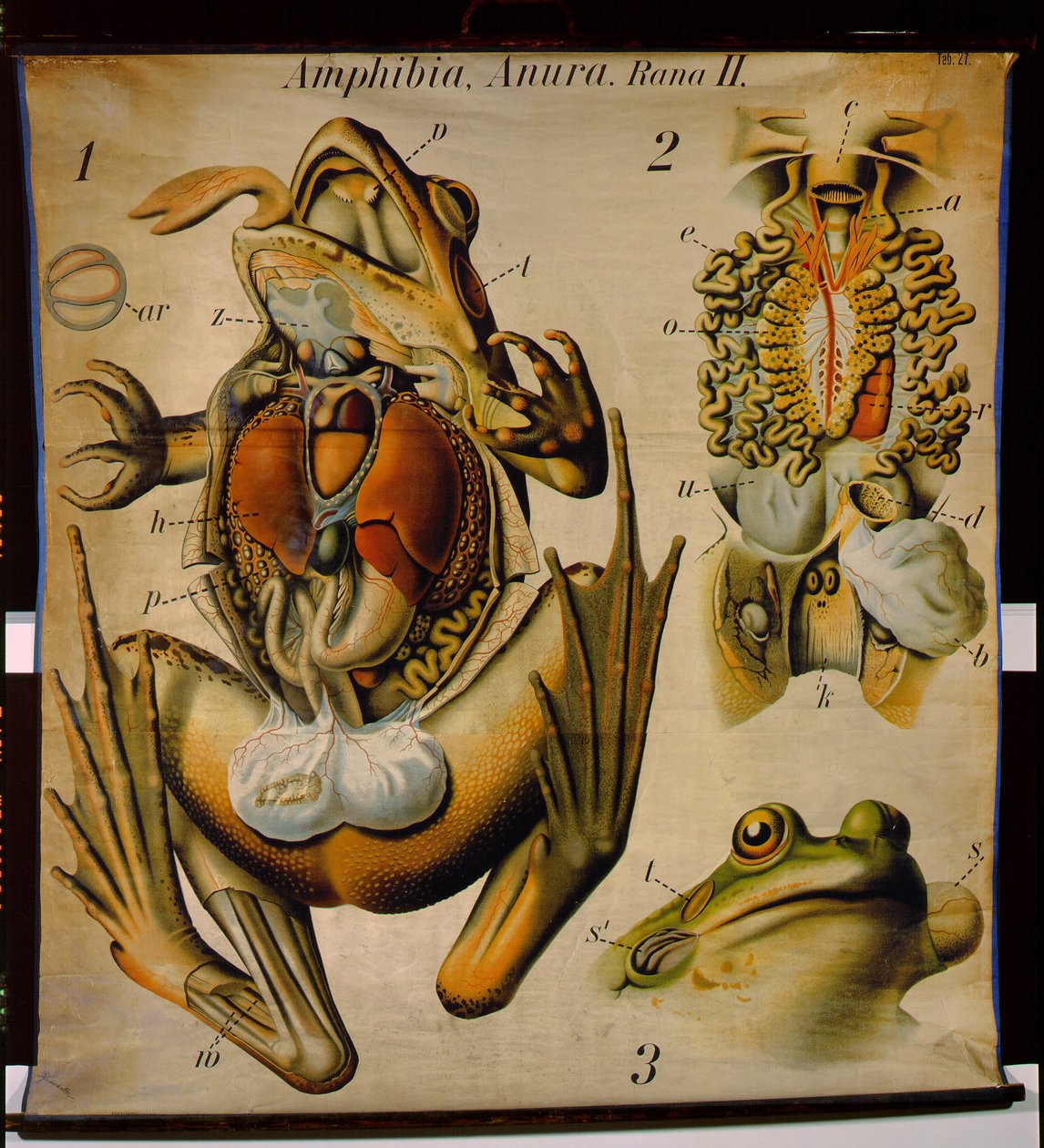Anatomie van een Rana, nr. 27, Pfurtscheller