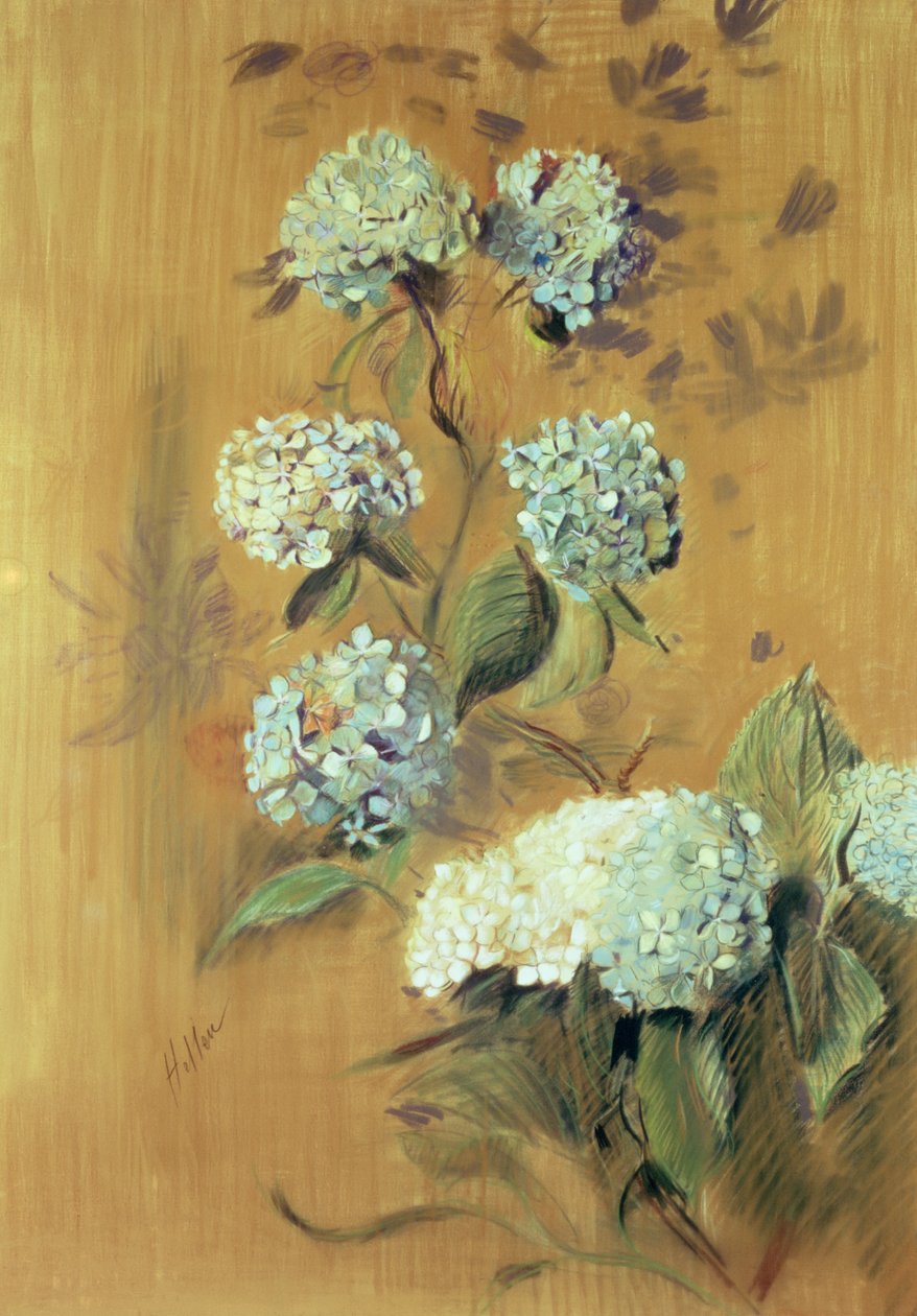 Hortensia