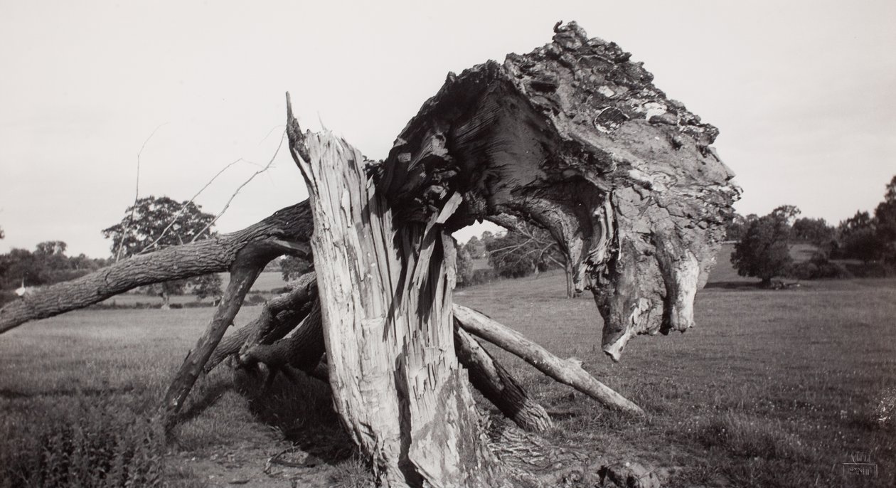 Monster Field