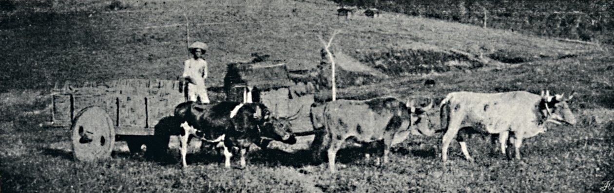 Carro de boi, 1895 door Paulo Sack