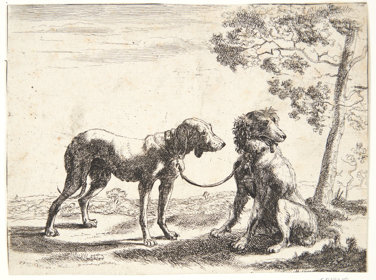 Twee honden aan elkaar gebonden door Paulus van Hillegaert (II)