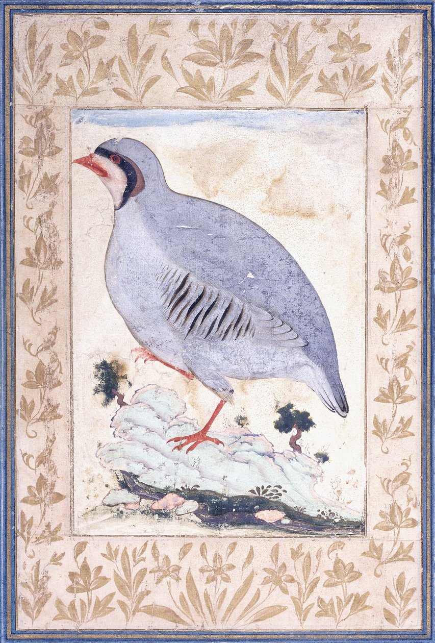 Een roodpootpatrijs, c. midden 17e eeuw door Persian School