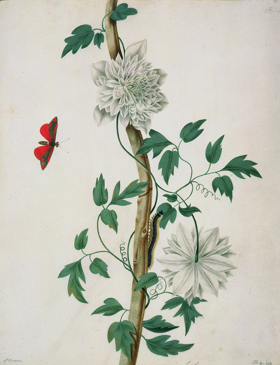 Bloemstudies, 18e eeuw door Peter Brown