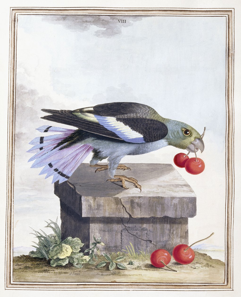 Plaat VIII door Peter Brown