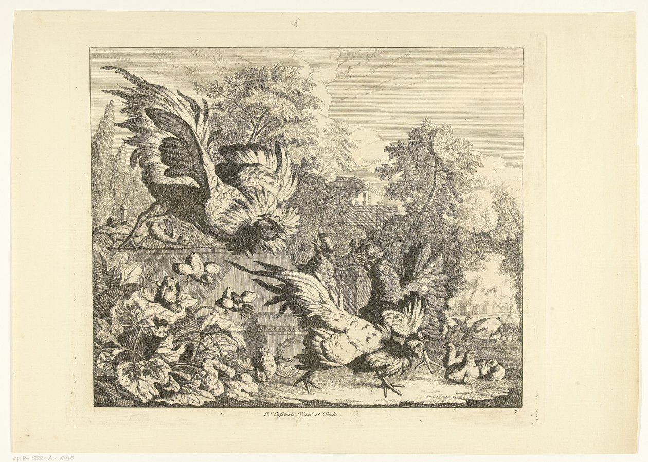 Hanengevecht door Peter Casteels (III)