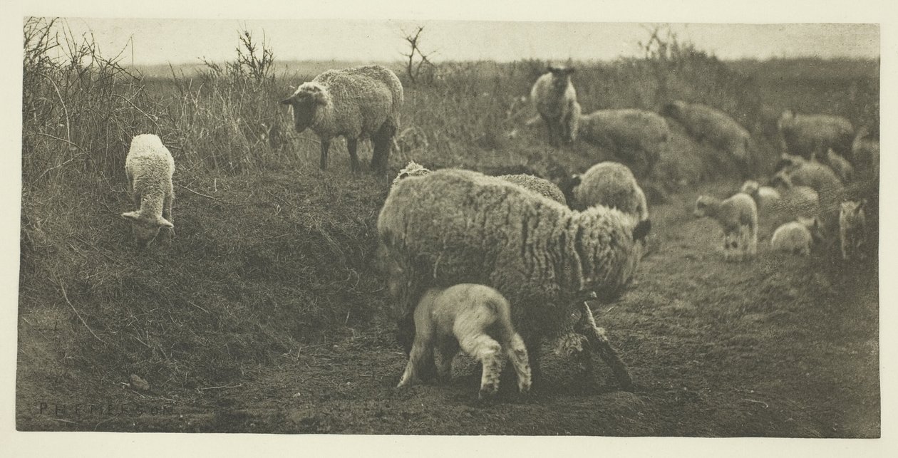 Een maartse pastorale (Suffolk) door Peter Henry Emerson
