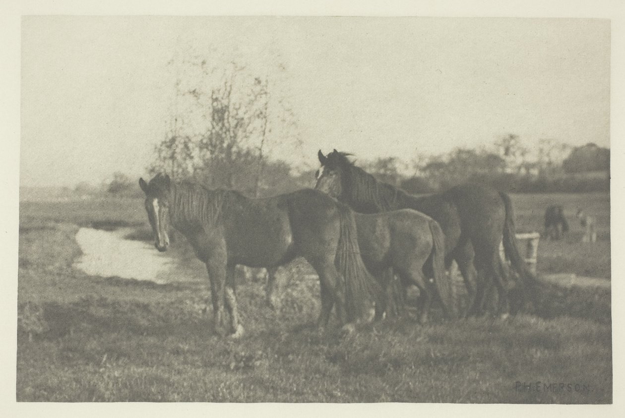 Veulens op een Norfolk-moeras door Peter Henry Emerson