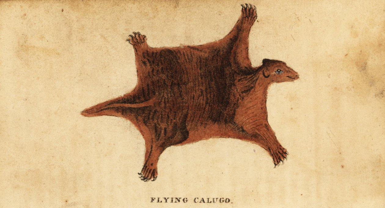 Filipijnse vliegende lemur, Cynocephalus volans, 1800 (gravure) door Peter Simon Pallas