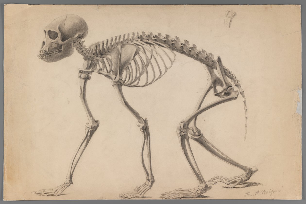 Skelet van een primaat door Philip H. Wolfrom