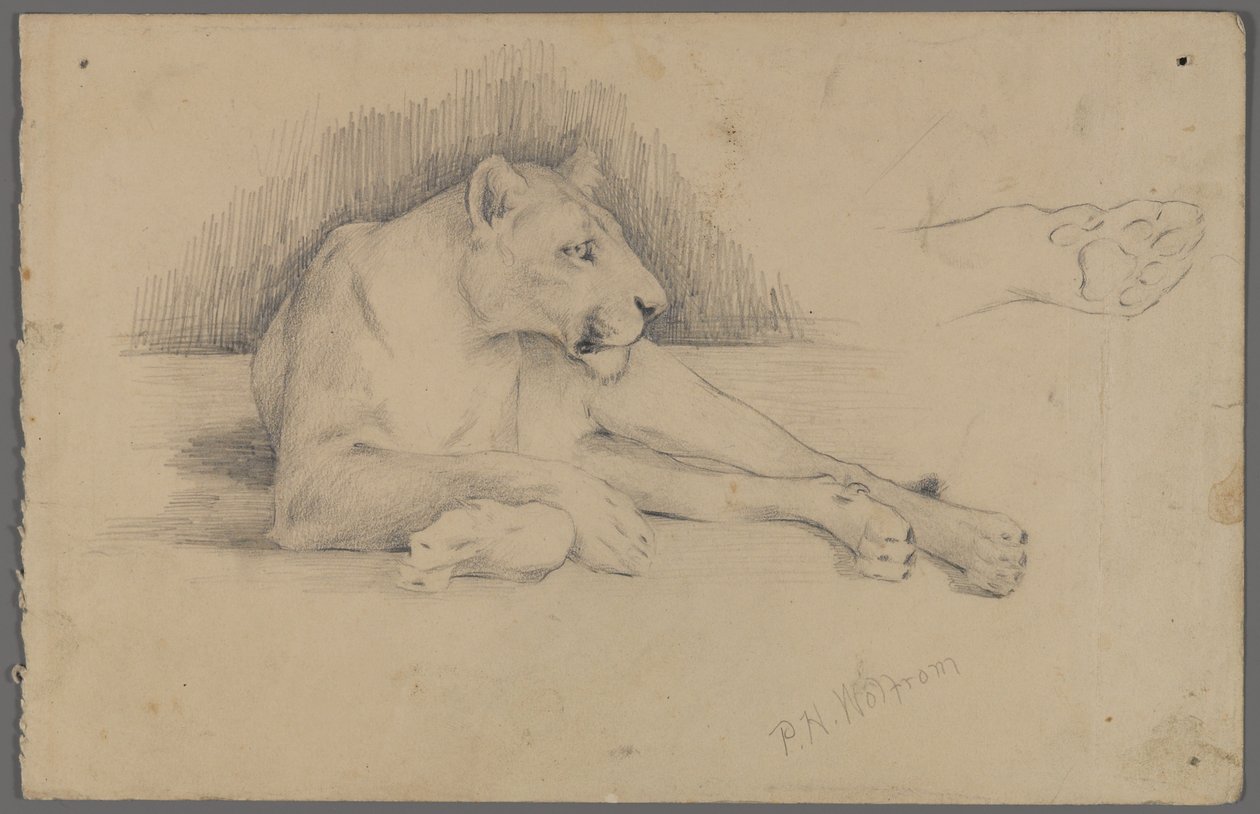 Zittende leeuwin door Philip H. Wolfrom