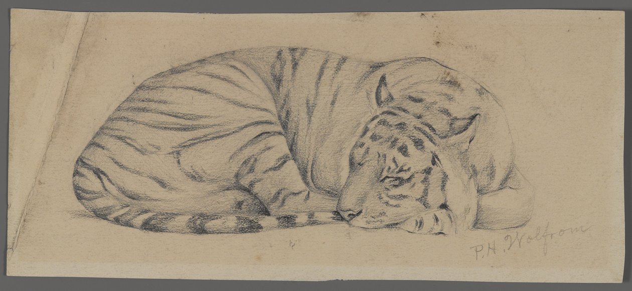 Slapende tijger door Philip H. Wolfrom