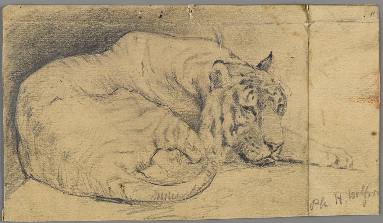 Slapende tijger door Philip H. Wolfrom