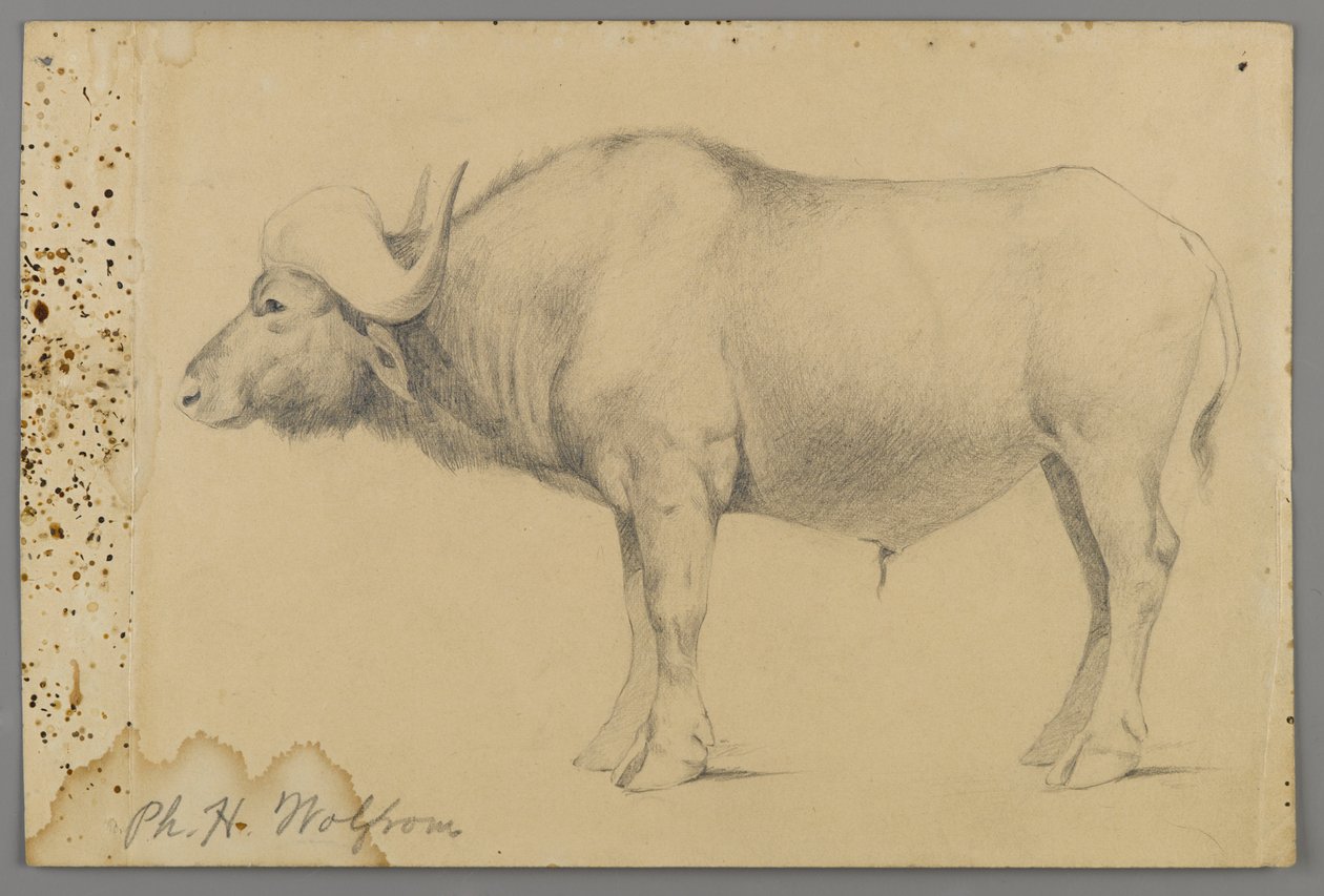 Waterbuffel door Philip H. Wolfrom
