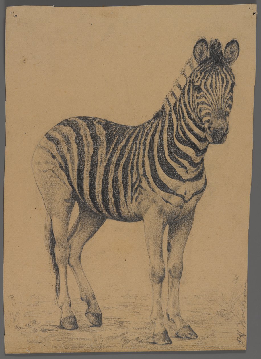 Zebra door Philip H. Wolfrom