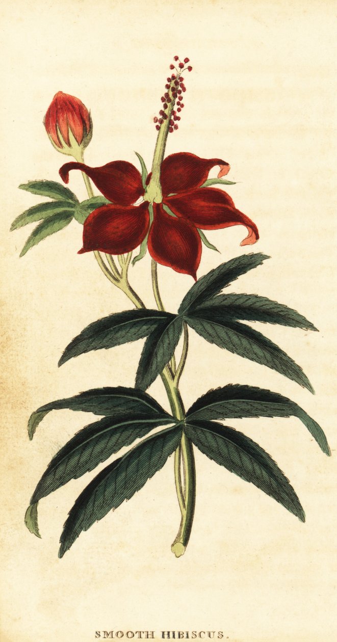 Turkse muts, Malvaviscus arboreus door Philip Miller