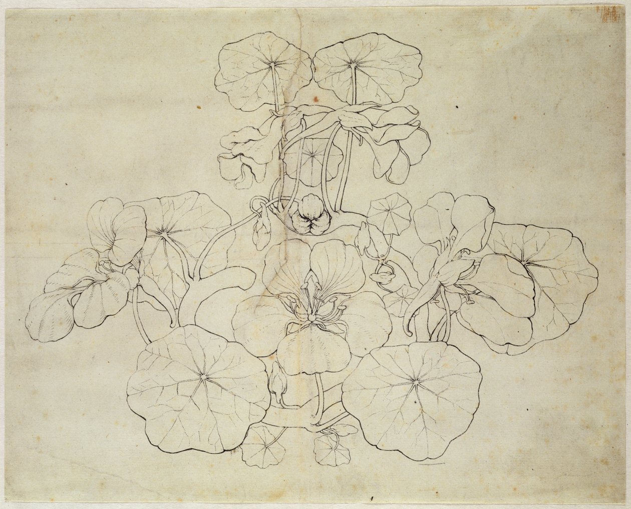 Waterkers door Philipp Otto Runge