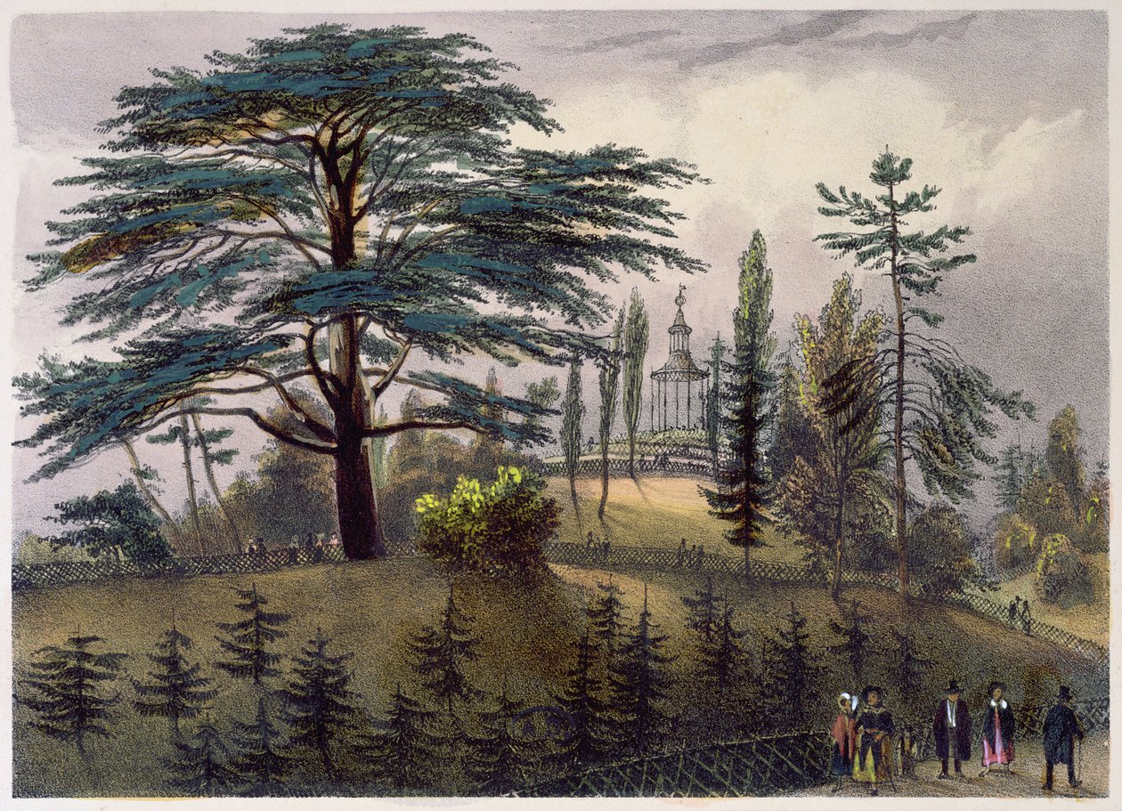 De ceder van Libanon en het labyrint in de Jardin des Plantes, Parijs door Philippe Benoist