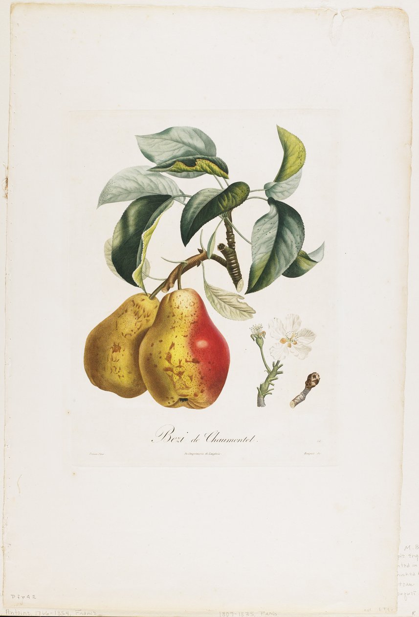 Bezi de Chaumontel (Peren), uit Traité des Arbres Fruitiers, 1807-35 door Pierre Antoine Poiteau