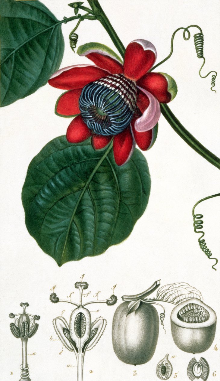 Een passiebloem uit Lecons de Flore door Pierre Jean Francois Turpin