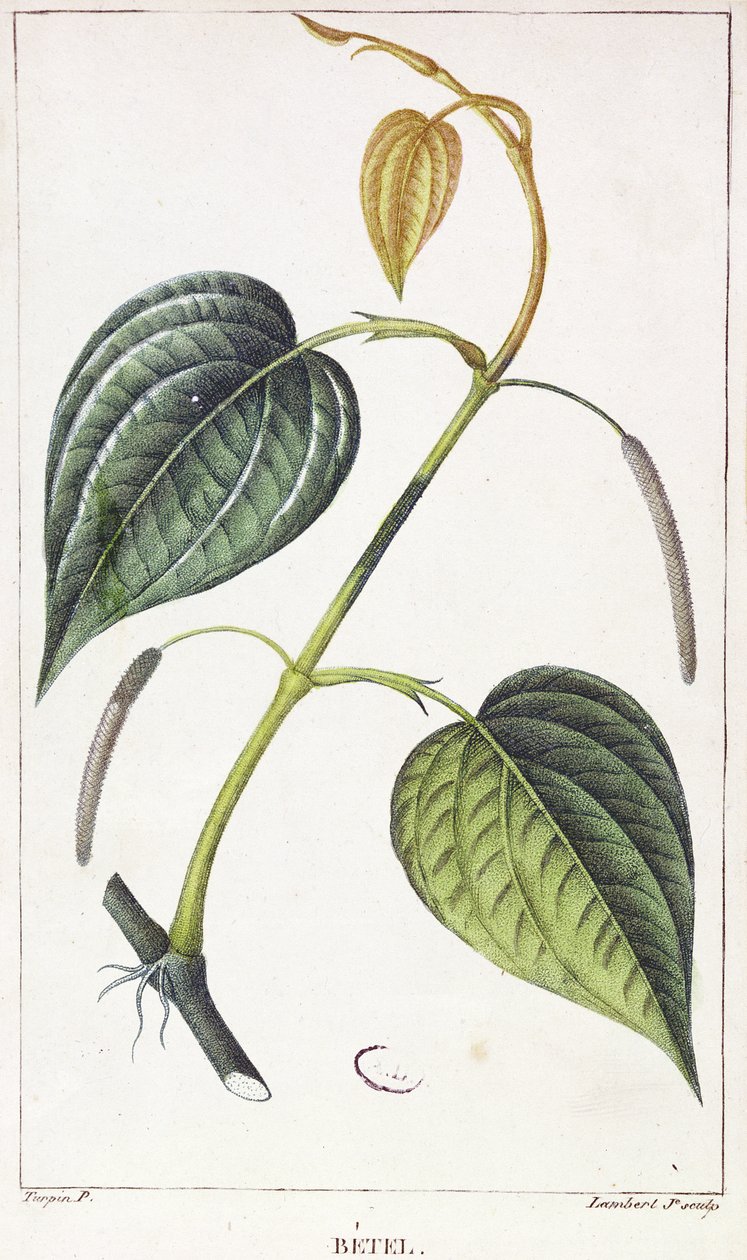 Betel, botanische plaat, ca. 1810 door Pierre Jean Francois Turpin