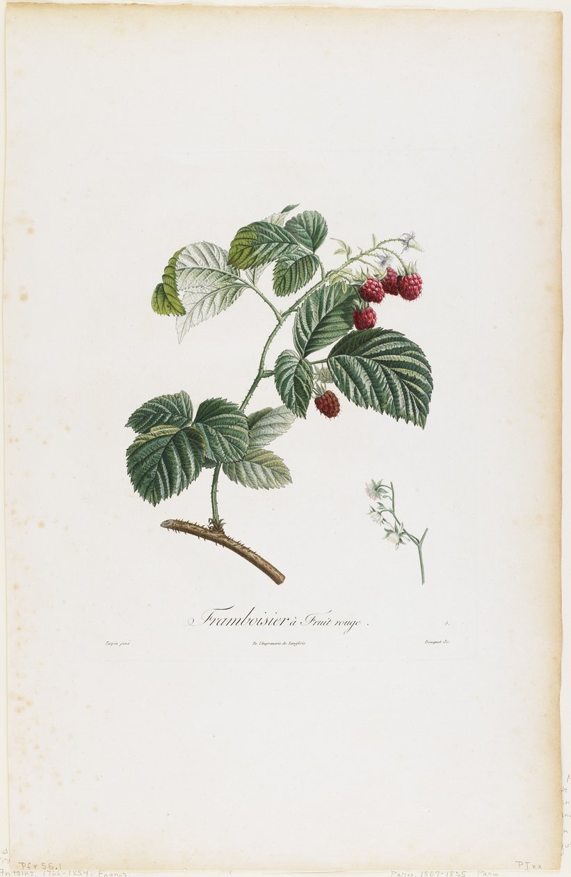 Framboisier a Fruit rouge (Frambozen), uit Traite des Arbres Fruitiers, 1807-35 door Pierre Jean Francois Turpin