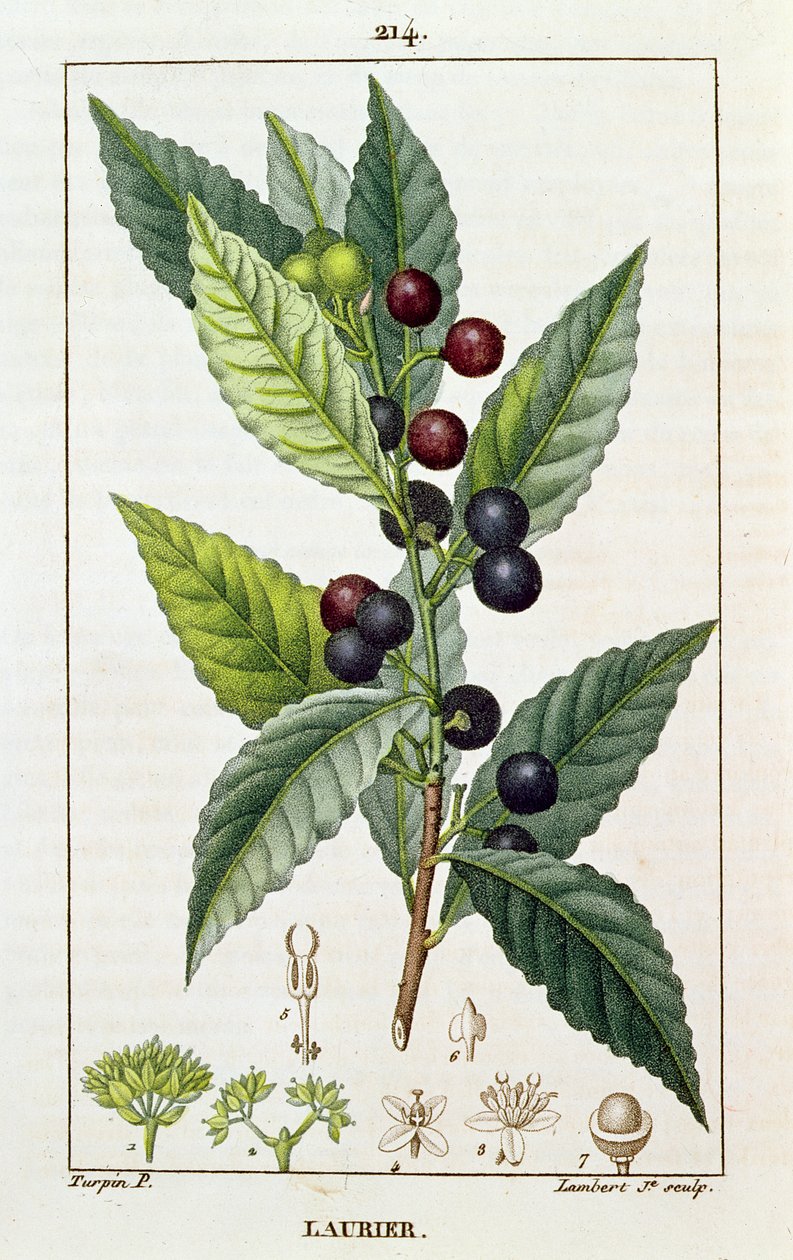 Laurier, botanische plaat, c.1810 door Pierre Jean Francois Turpin