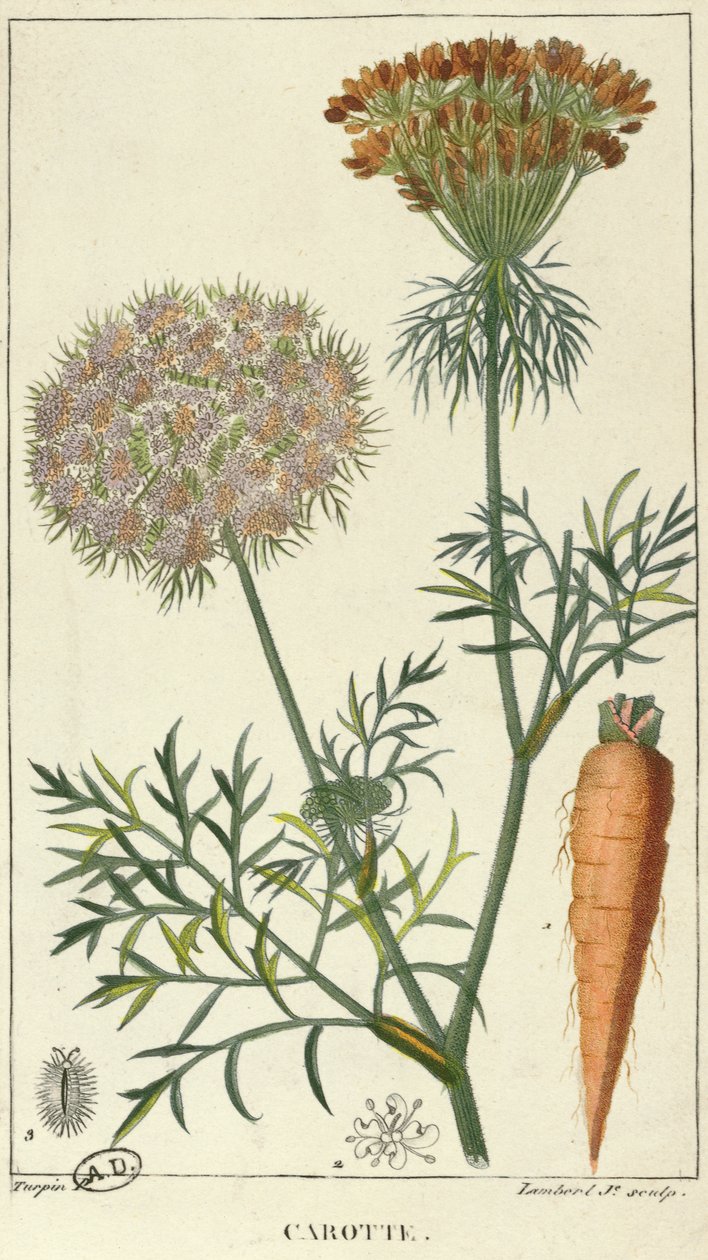 De Wortel, gegraveerd door Lambert door Pierre Jean Francois Turpin