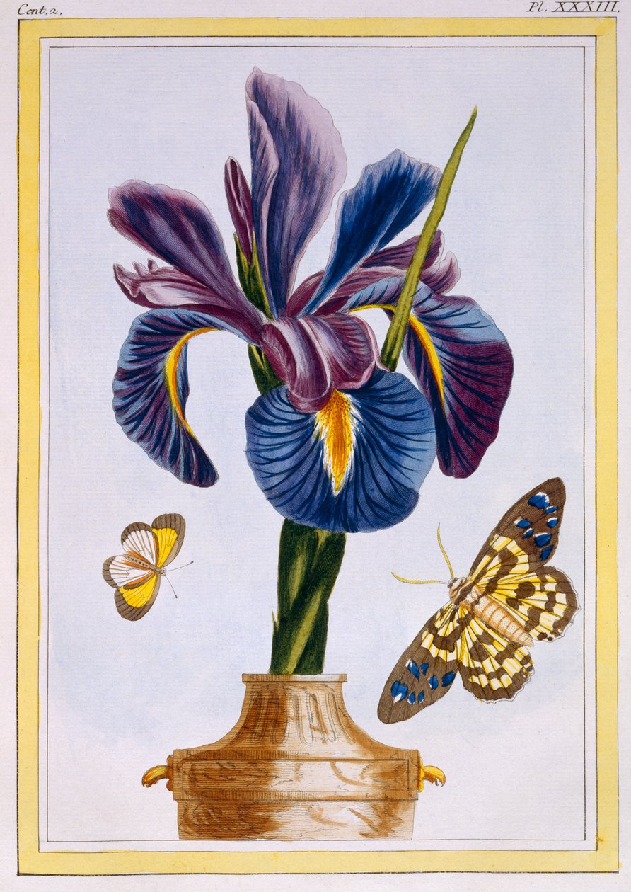 Gewone iris met vlinders, ca. 1776 door Pierre Joseph Buchoz