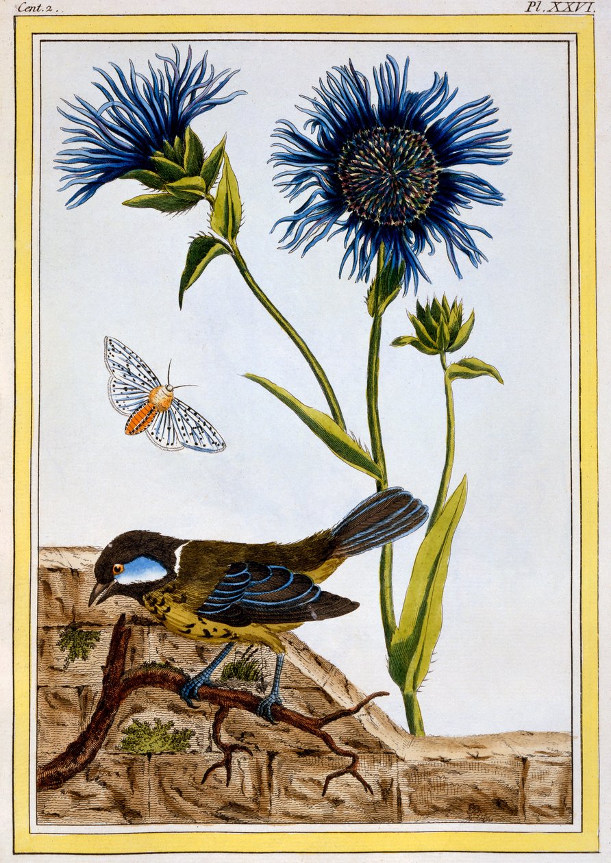 Korenbloem, c.1766 door Pierre Joseph Buchoz