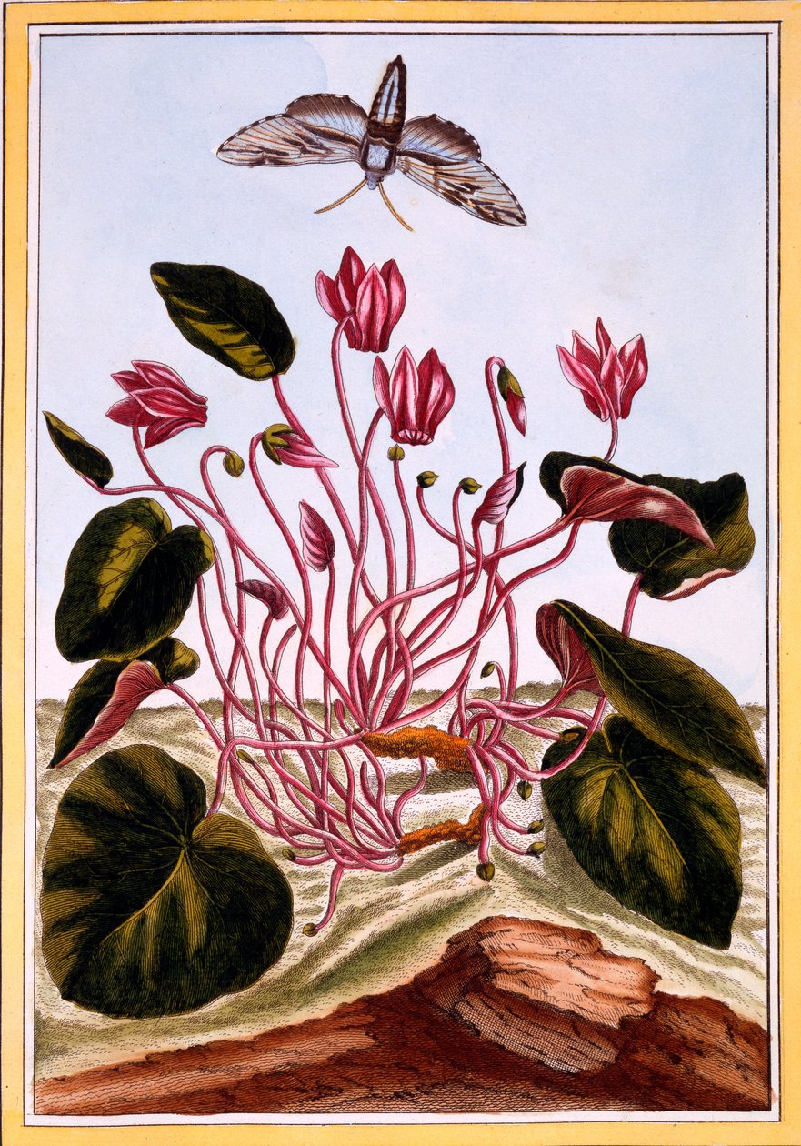Cyclamen, c.1766 door Pierre Joseph Buchoz