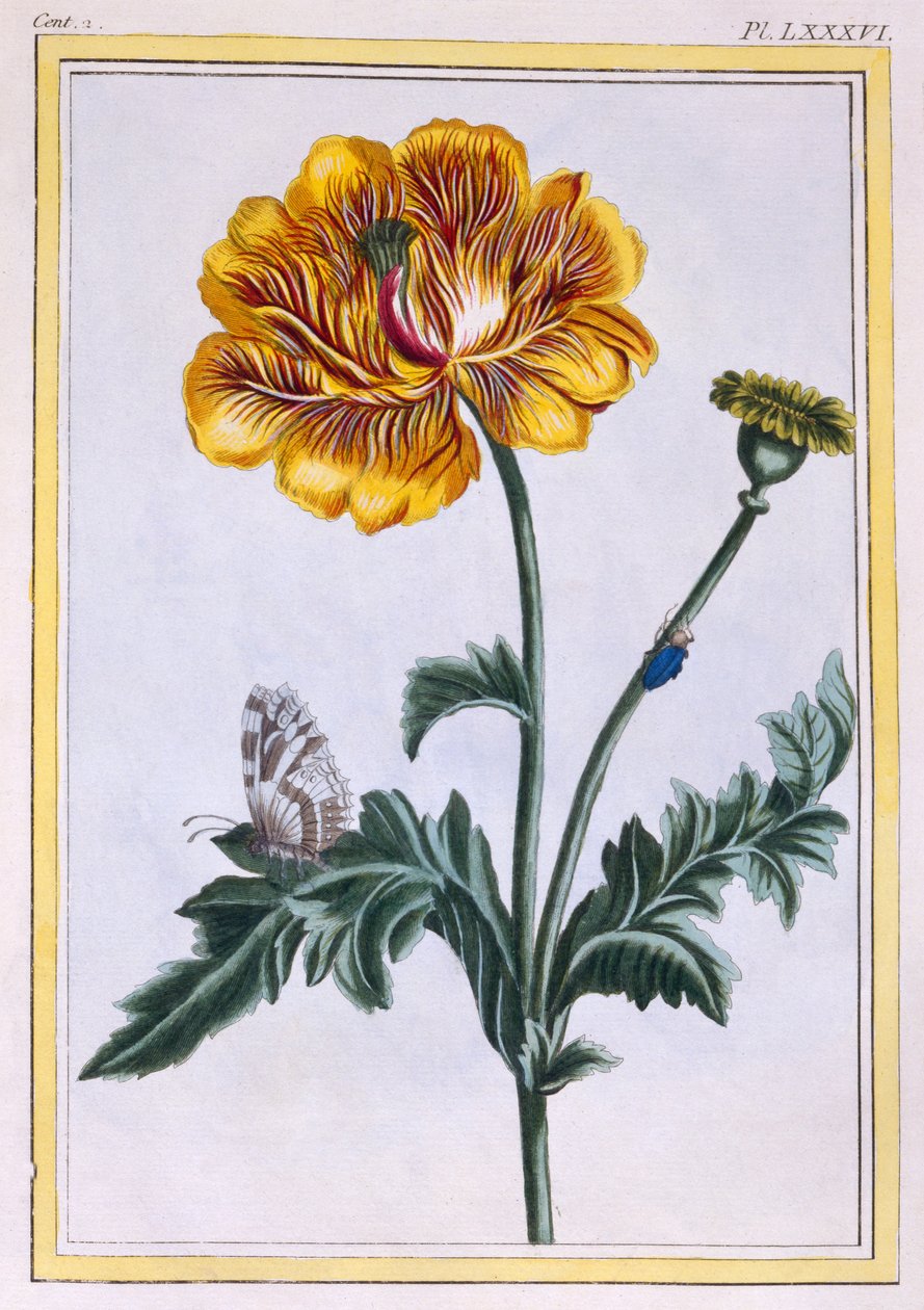 Dubbele Kruipende Boterbloem, Ranunculus repens Var: Pleniflorus, ca. 1776 door Pierre Joseph Buchoz