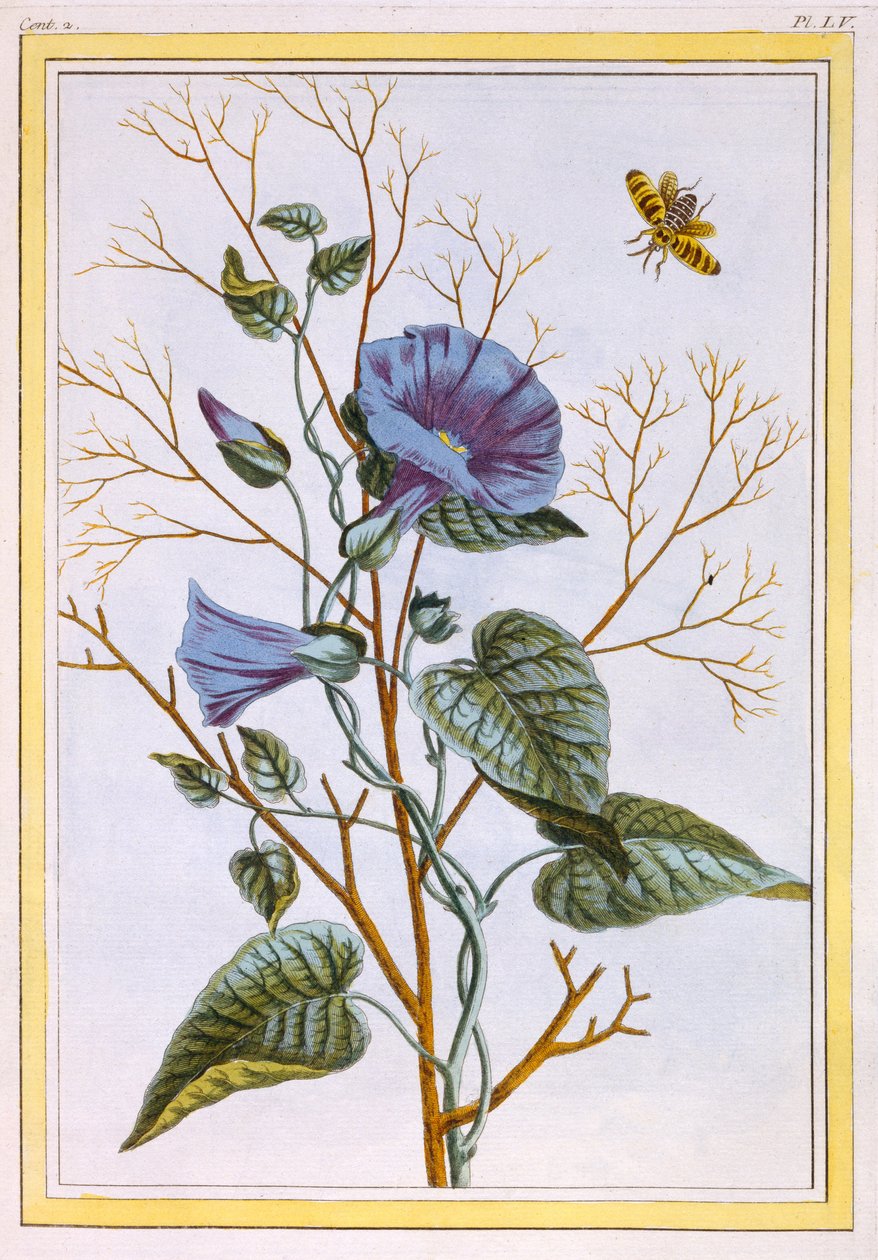 Le Grand Liseron Violet (Convovlus), c.1776 door Pierre Joseph Buchoz