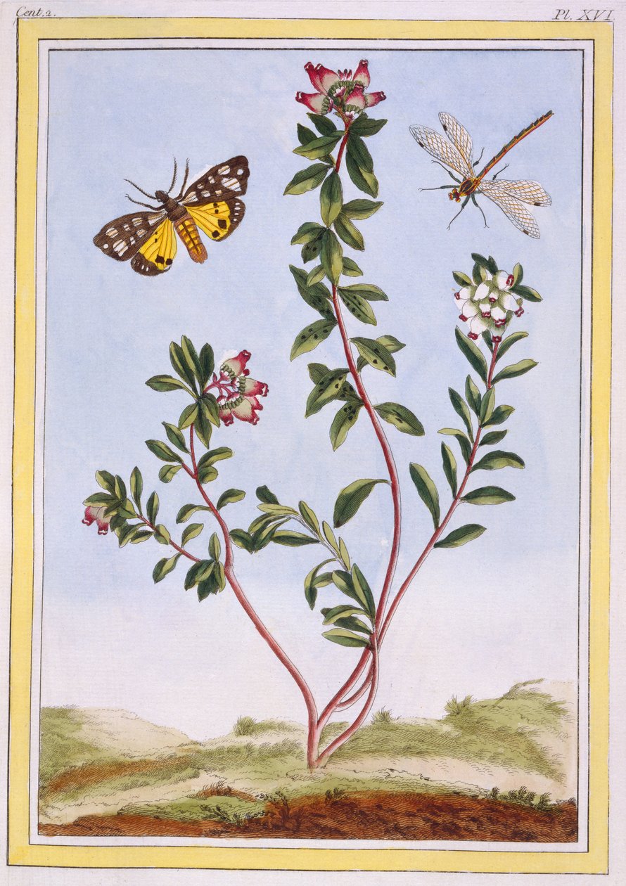 Le Petit arbousier des Alpes (Bergheide), c.1776 door Pierre Joseph Buchoz