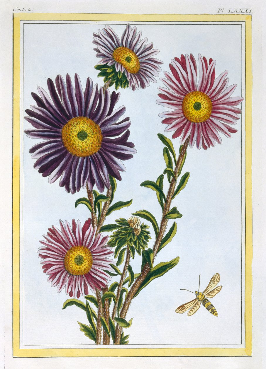 Livingstone Daisy Dorothanthus, ca. 1776 door Pierre Joseph Buchoz