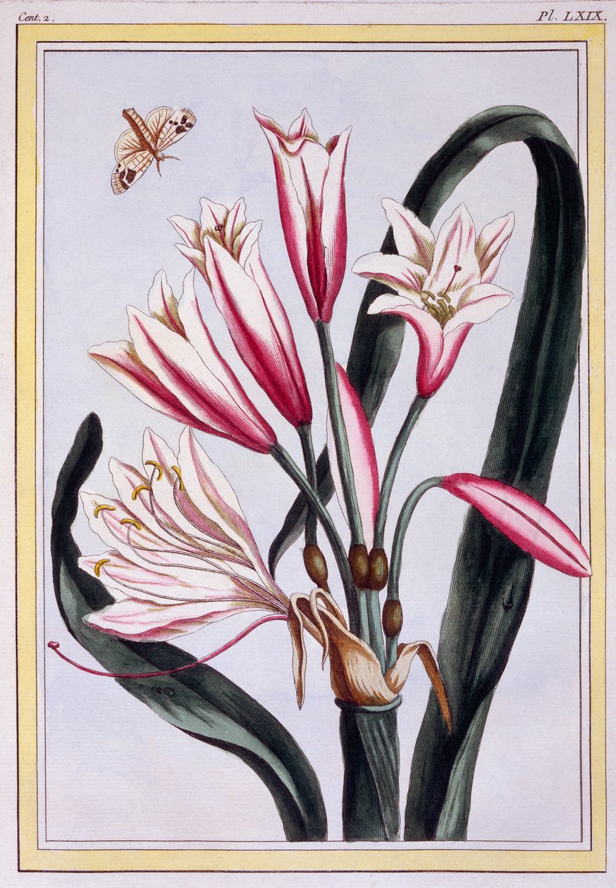 Langbladige Amaryllis, ca. 1776 door Pierre Joseph Buchoz
