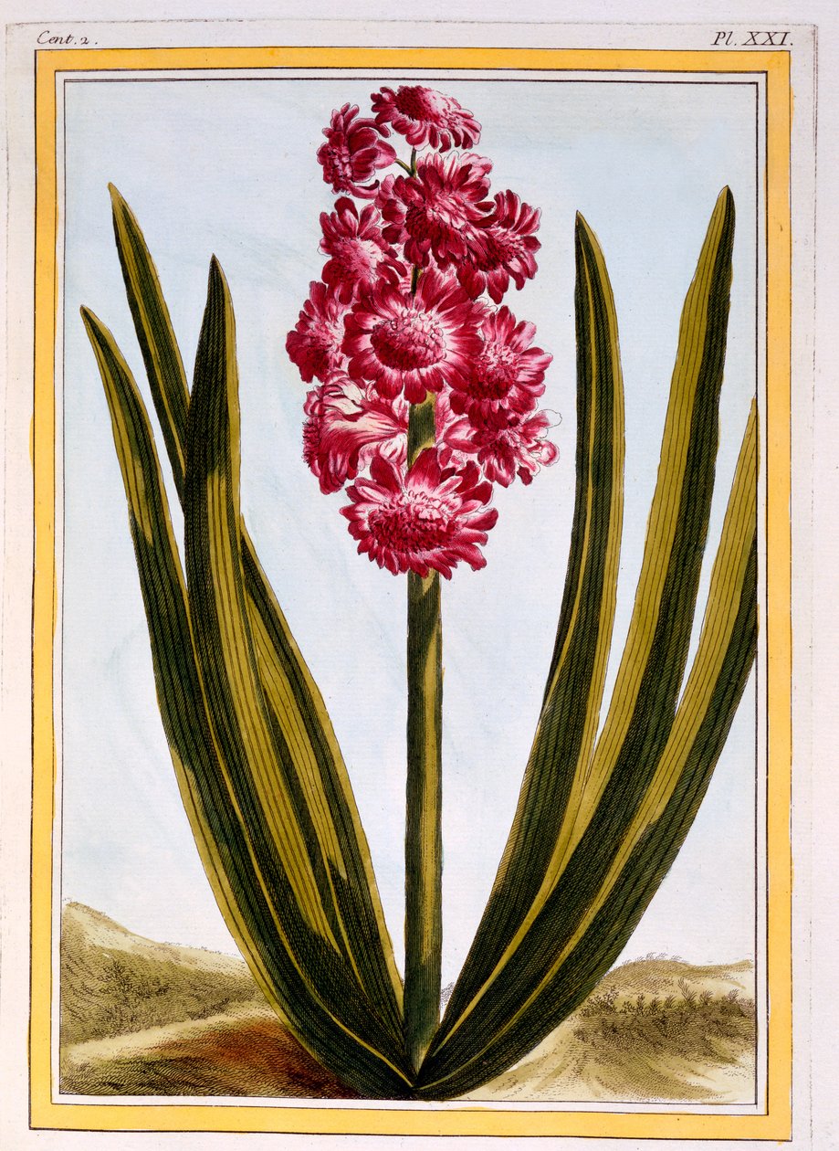 Koninklijk Karmozijn, c.1766 door Pierre Joseph Buchoz