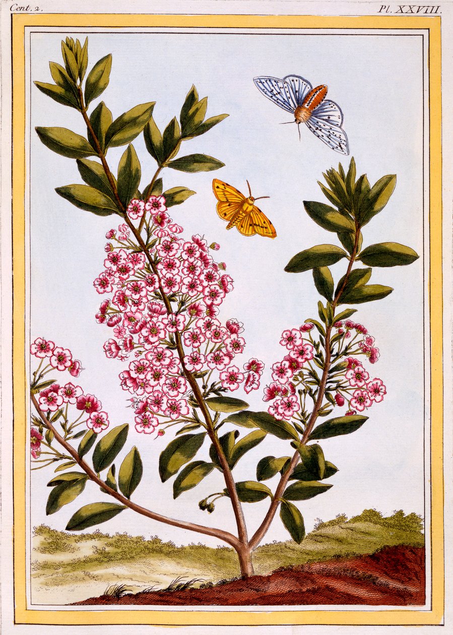 Schapenlaurier (Kalmia augustifolia), ca. 1766 door Pierre Joseph Buchoz
